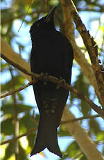 Drongo pailleté