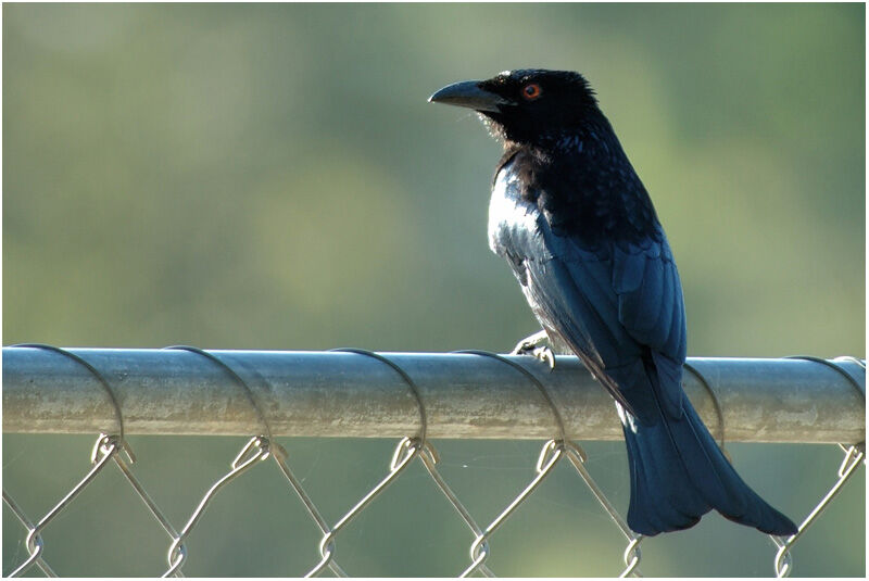 Drongo pailletéadulte