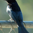 Drongo pailleté