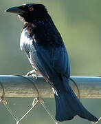 Spangled Drongo