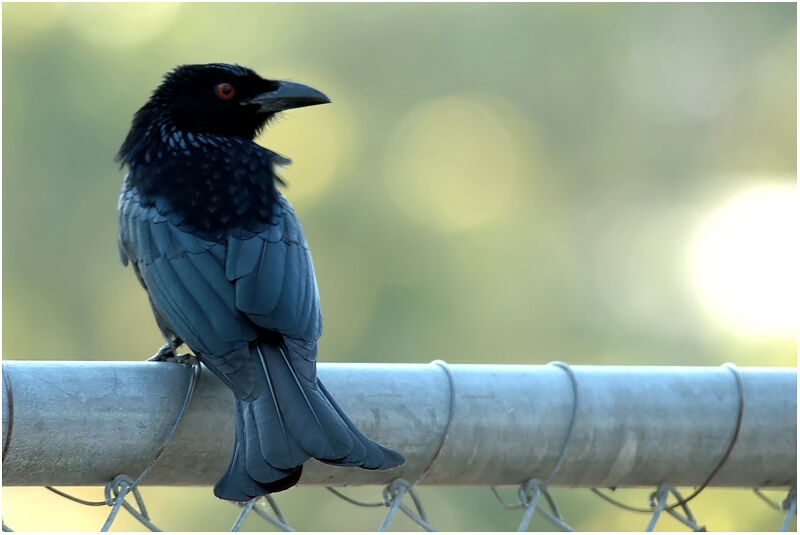 Drongo pailletéadulte