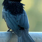 Drongo pailleté
