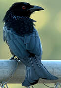 Spangled Drongo