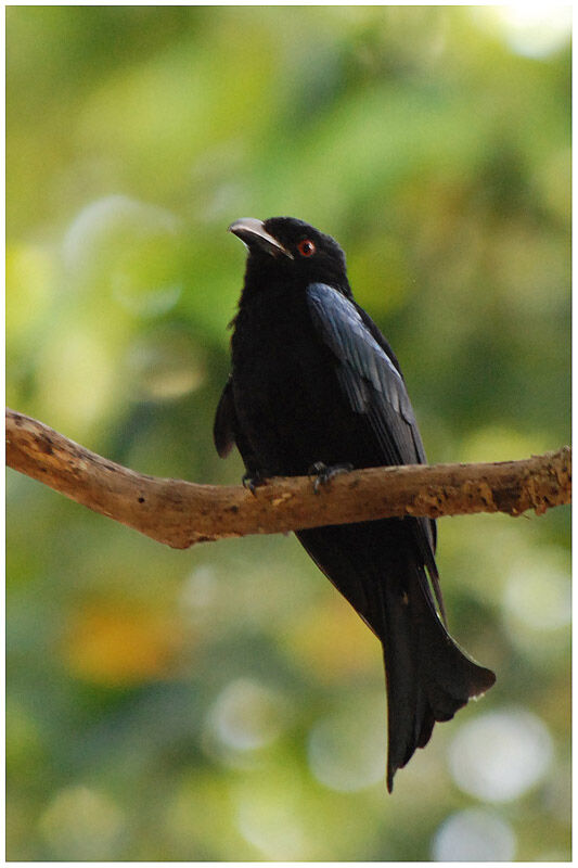 Drongo pailletéadulte