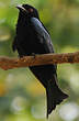 Drongo pailleté