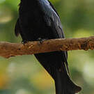 Drongo pailleté
