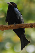 Drongo pailleté