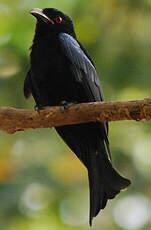 Drongo pailleté