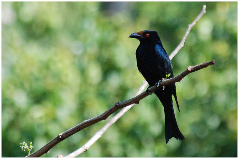 Drongo pailletéadulte