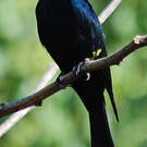 Drongo pailleté