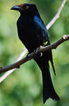 Drongo pailleté