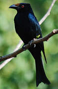 Drongo pailleté