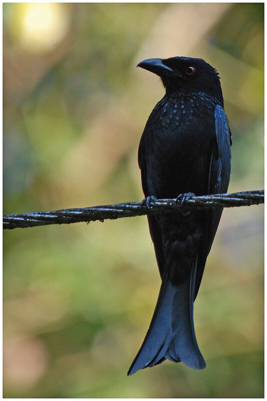 Drongo pailletéadulte