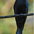 Drongo pailleté