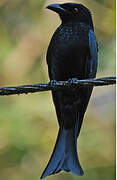 Spangled Drongo