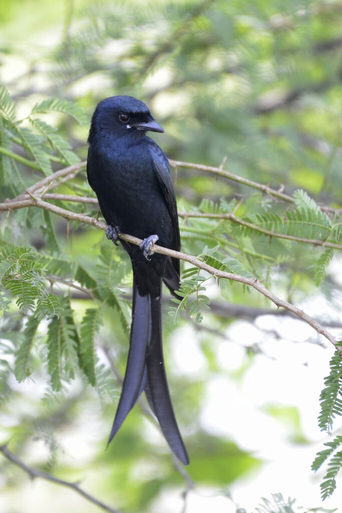 Black Drongoadult, close-up portrait