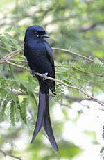 Drongo royal