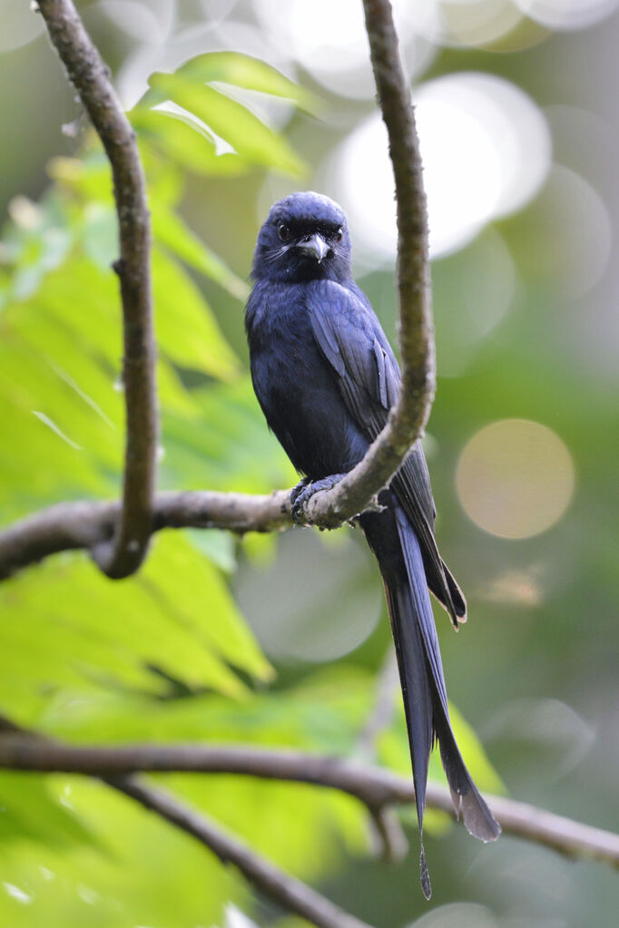 Black Drongoadult, close-up portrait