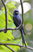 Black Drongo