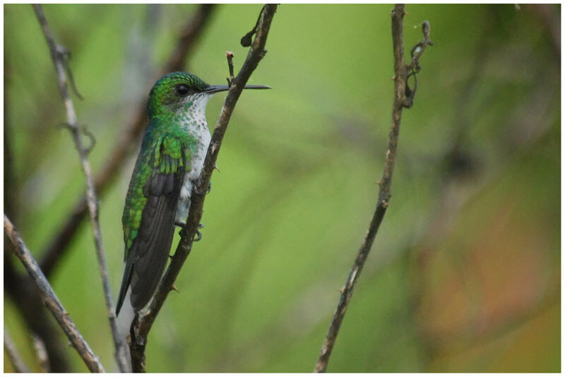 Fork-tailed Woodnymph female adult