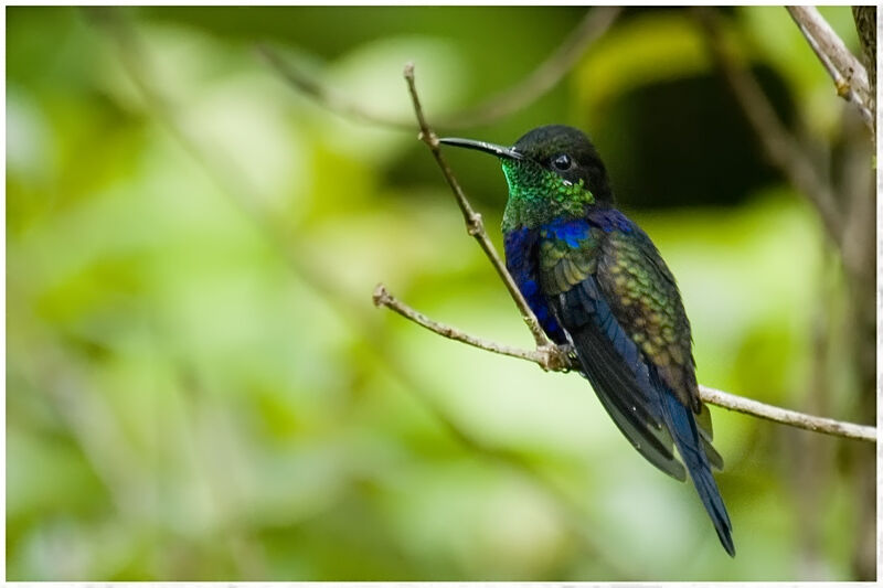 Fork-tailed Woodnymph male adult