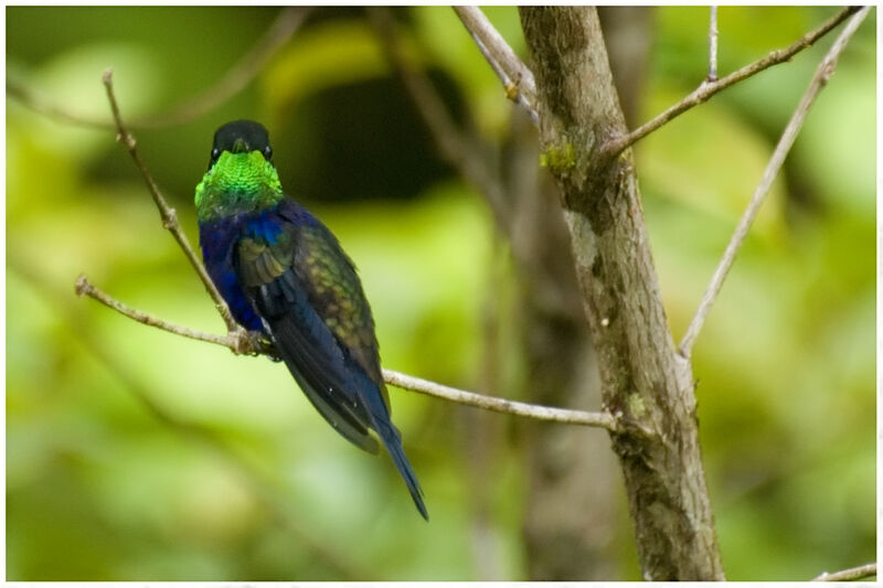 Fork-tailed Woodnymph male adult