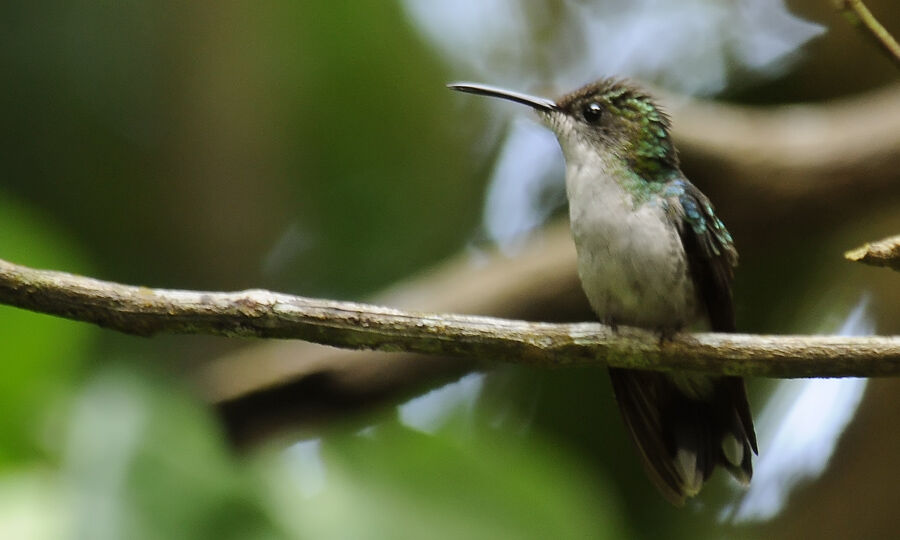 Fork-tailed Woodnymph female adult