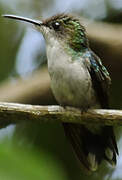 Fork-tailed Woodnymph