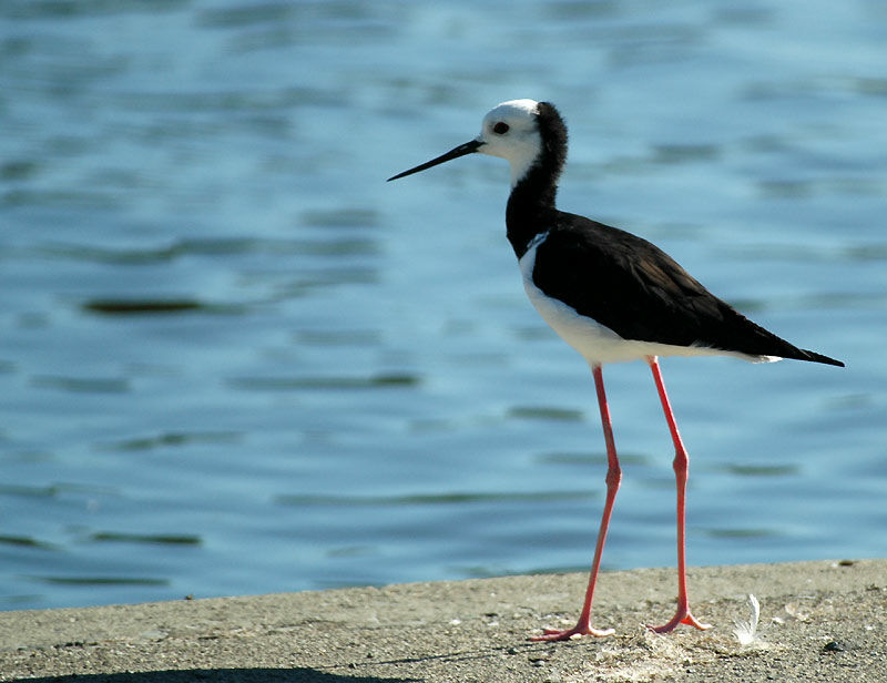 Black-winged Stilt