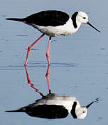 Black-winged Stilt