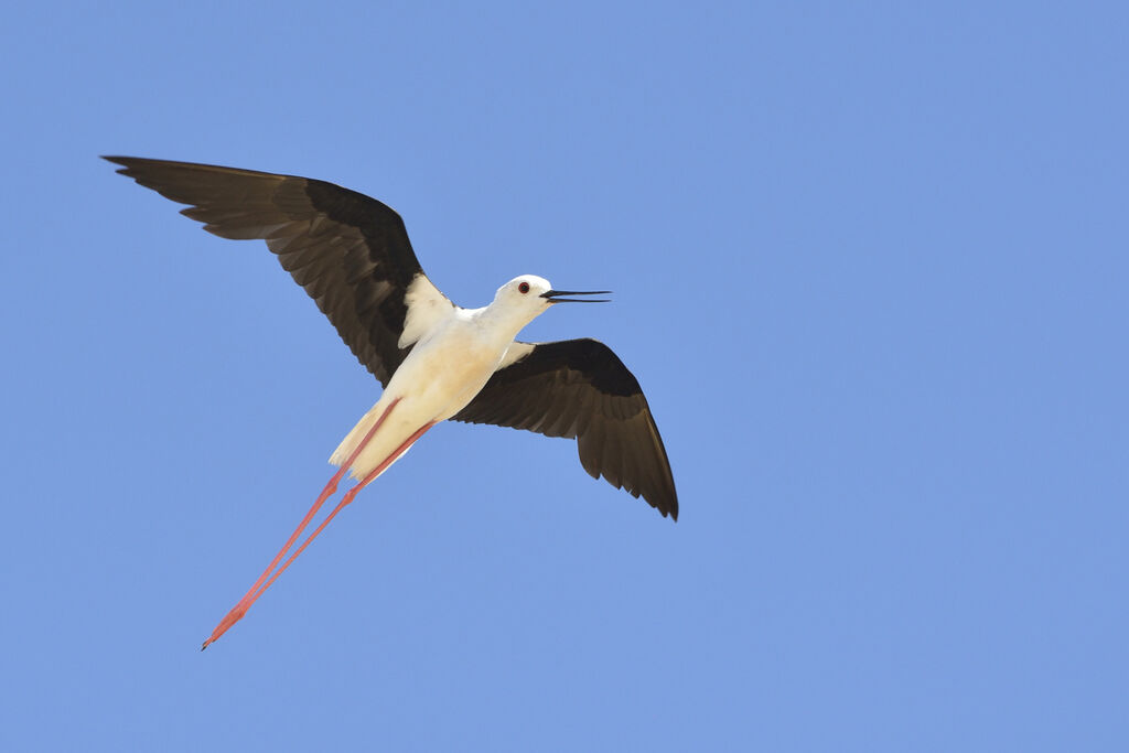 Échasse blanche, Vol