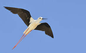 Black-winged Stilt