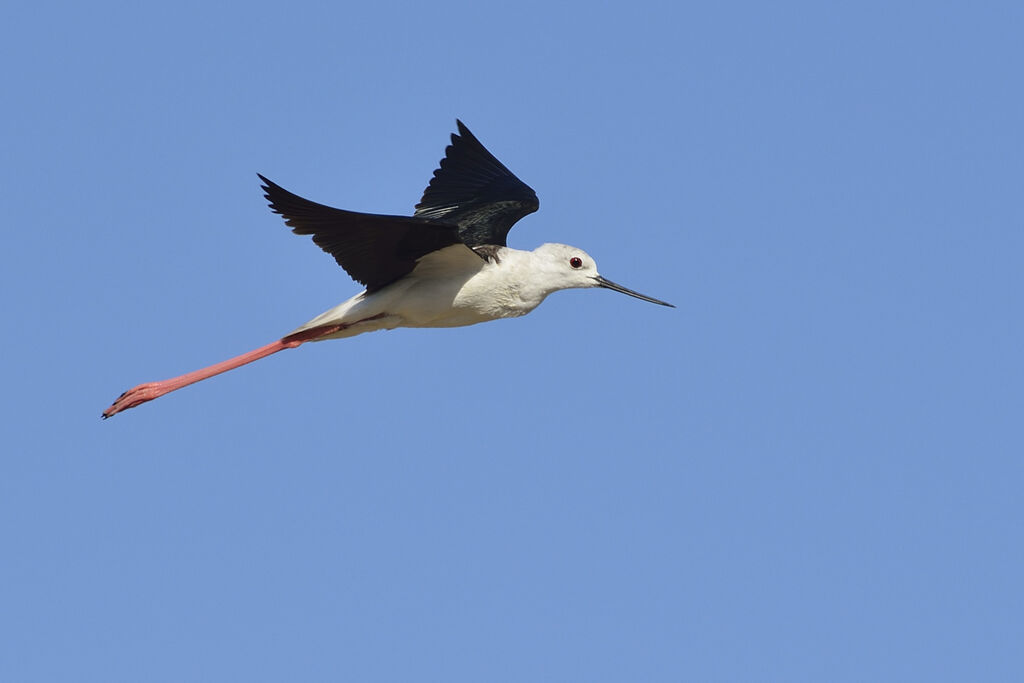 Échasse blancheadulte, Vol