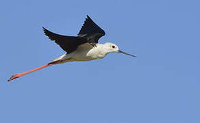 Black-winged Stilt