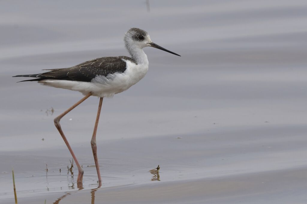 Black-winged Stiltimmature