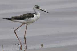 Black-winged Stilt