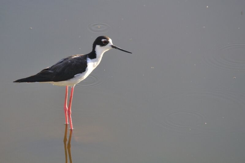 Black-necked Stiltadult