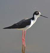 Black-necked Stilt