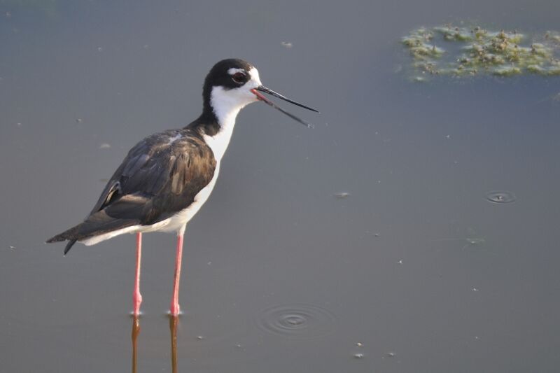 Black-necked Stiltadult