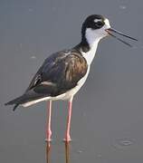 Black-necked Stilt