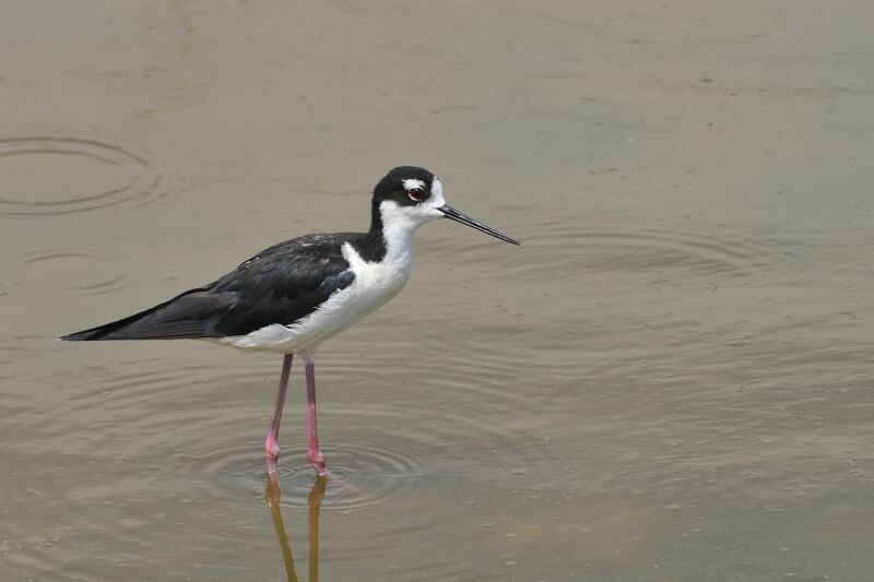 Black-necked Stiltadult