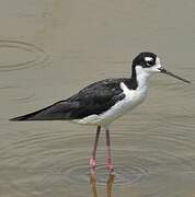 Black-necked Stilt