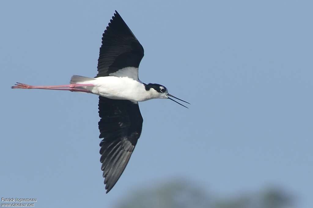 Black-necked Stiltadult