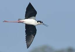 Black-necked Stilt