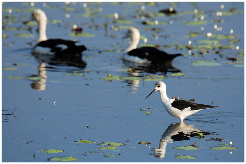 Pied Stiltimmature