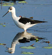 Pied Stilt