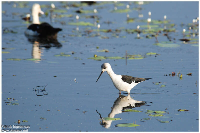 Échasse d'Australieimmature, identification