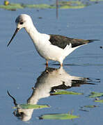 Pied Stilt