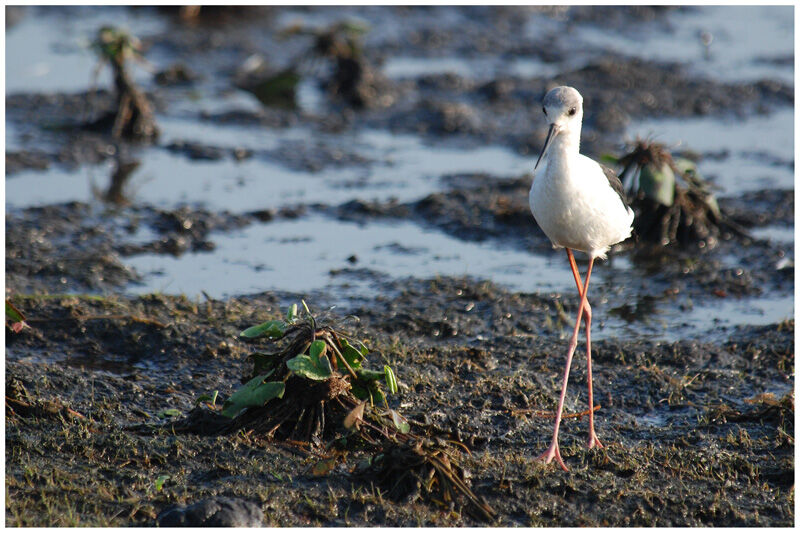 Pied Stiltimmature