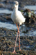 Pied Stilt